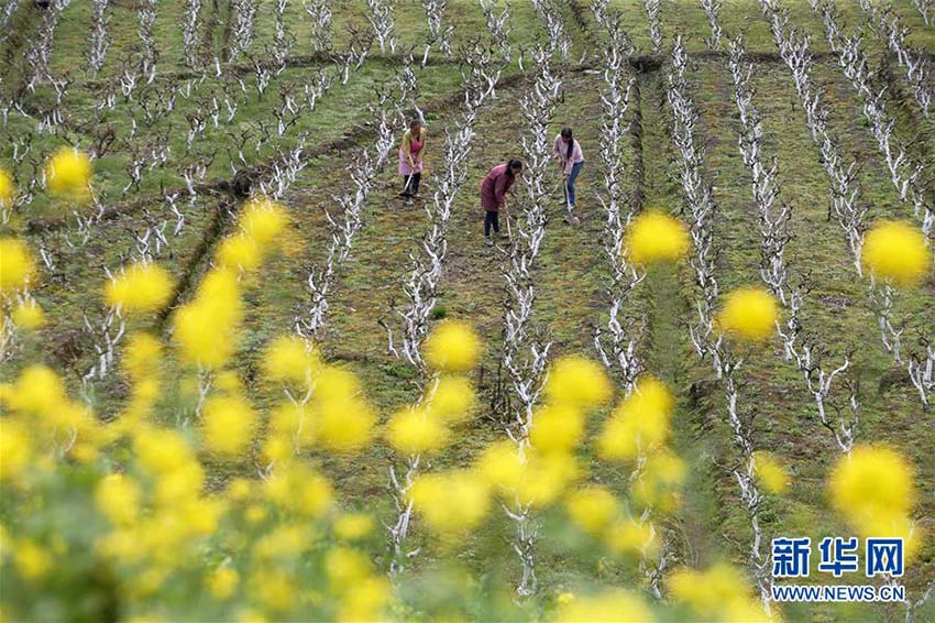 春到來、忙しさ増す農(nóng)作業(yè)