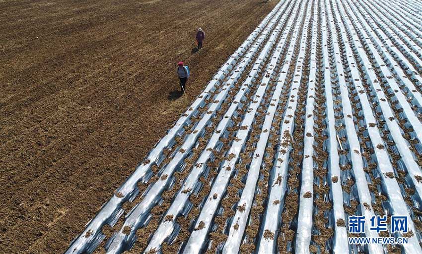 春到來、忙しさ増す農(nóng)作業(yè)