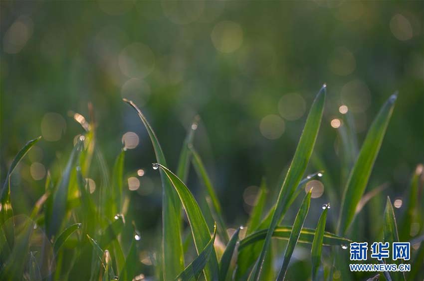 春到來(lái)、忙しさ増す農(nóng)作業(yè)