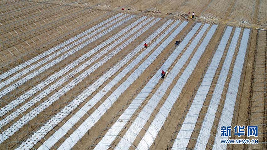 春到來、忙しさ増す農(nóng)作業(yè)