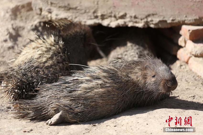 暖かい春の日差しを浴びてのんびり過ごす青蔵高原野生動(dòng)物園の動(dòng)物たち