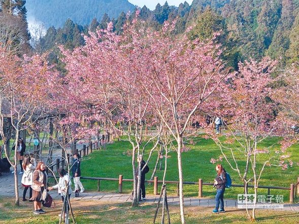 「ミニ汽車(chē)で阿里山へお花見(jiàn)」は殘念ながら今年は不可能