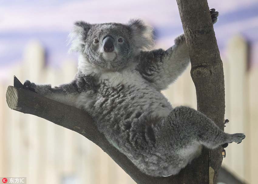 愛くるしい仕草にメロメロ！コアラの一般公開スタート　南京
