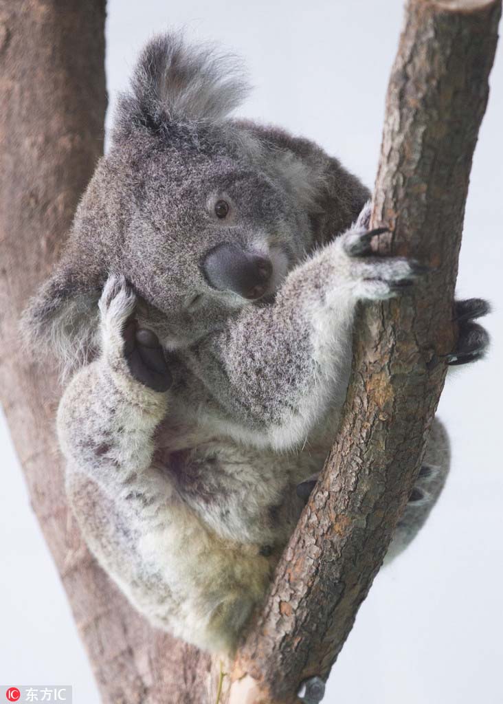 愛くるしい仕草にメロメロ！コアラの一般公開スタート　南京