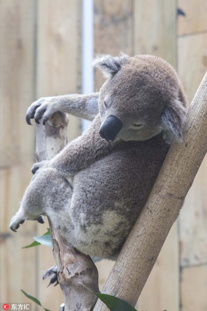 愛くるしい仕草にメロメロ！コアラの一般公開スタート　南京