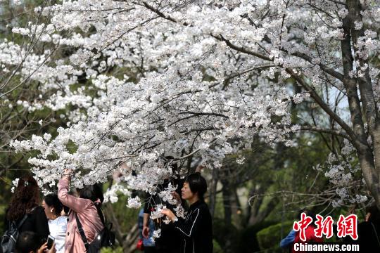 西安青龍寺の桜満開に　國內外から多くの観光客が押し寄せる