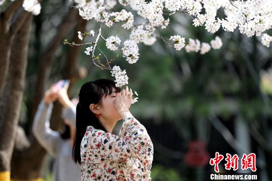 西安青龍寺の桜満開に　國內(nèi)外から多くの観光客が押し寄せる
