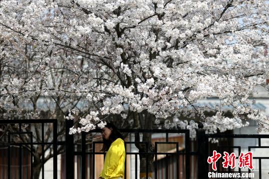 西安青龍寺の桜満開(kāi)に　國(guó)內(nèi)外から多くの観光客が押し寄せる
