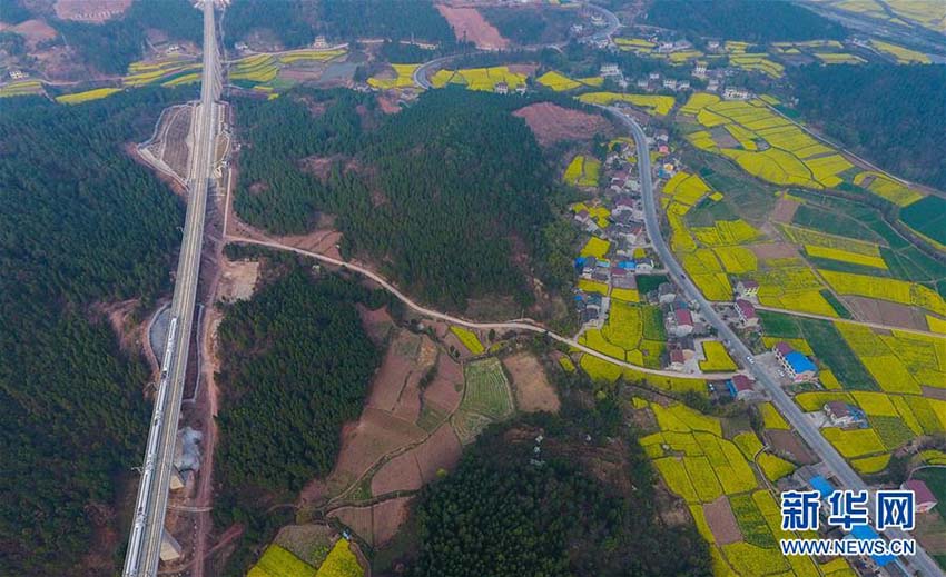 菜の花咲き誇る四川省江油市　花畑を走り抜ける高速鉄道