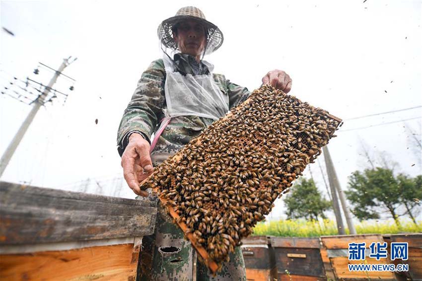 春、色づく菜の花とハチミツ収穫に勤しむ養(yǎng)蜂家たち