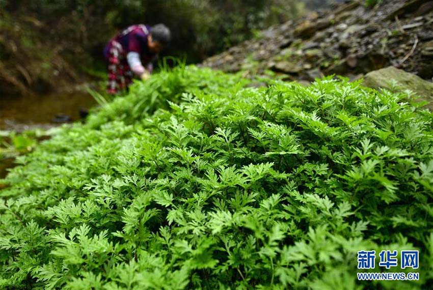 恩施トゥチャ族の春の定番郷土料理「社飯」　湖北省