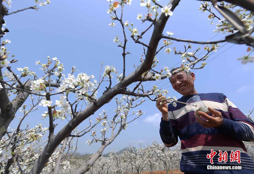 広大な面積の舊鉱山エリアが「果物の山」に変身　江西省