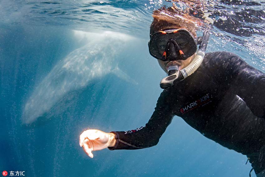 シロナガスクジラによるハート型の虹がかかった美しいブロー　スリランカ