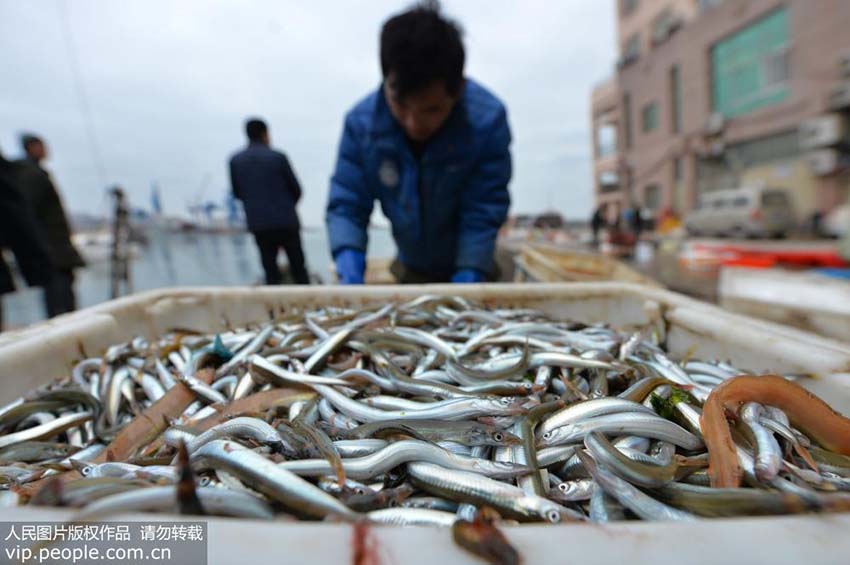 最大で1200キロの漁獲量　 青島市でイカナゴ漁シーズンを迎える