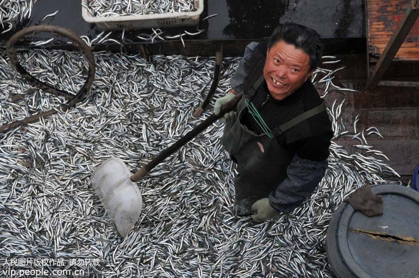 最大で1200キロの漁獲量　 青島市でイカナゴ漁シーズンを迎える