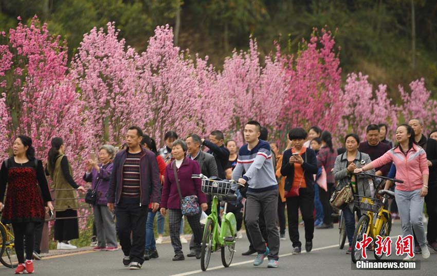 四川省楽山市に春到來　花見や行楽に訪れた多くの人々でにぎわう遊歩道