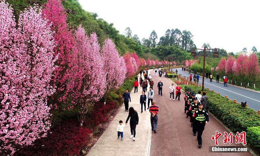 四川省楽山市に春到來(lái)　花見(jiàn)や行楽に訪れた多くの人々でにぎわう遊歩道