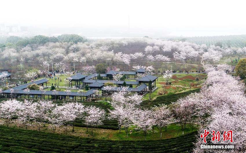 江西省南昌市の數(shù)萬(wàn)株の桜の花が満開(kāi)に　多くの人々が次々に花見(jiàn)に訪れる