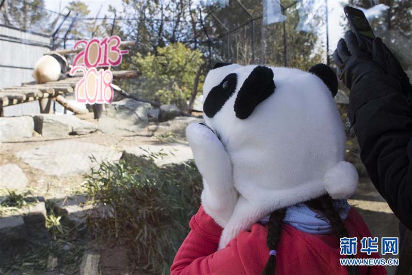 カナダのトロント動(dòng)物園で最後のパンダ一般公開(kāi)