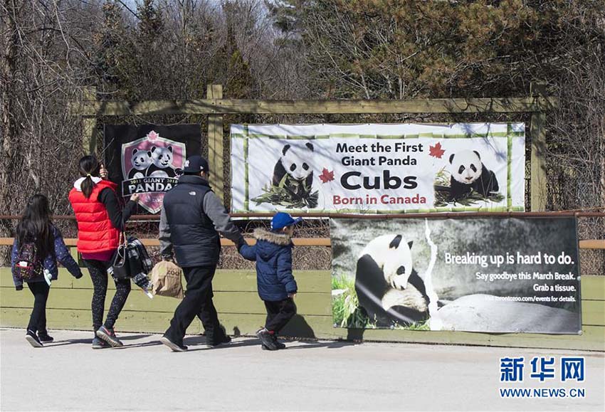 カナダのトロント動物園で最後のパンダ一般公開