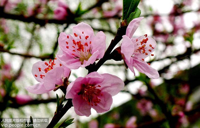 春の彩りに染まる蘇州市の街中　江蘇省