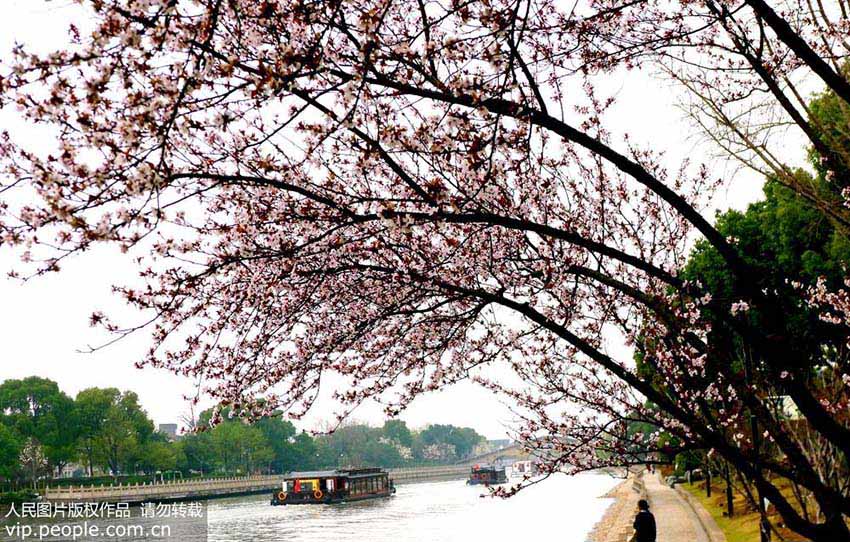 春の彩りに染まる蘇州市の街中　江蘇省