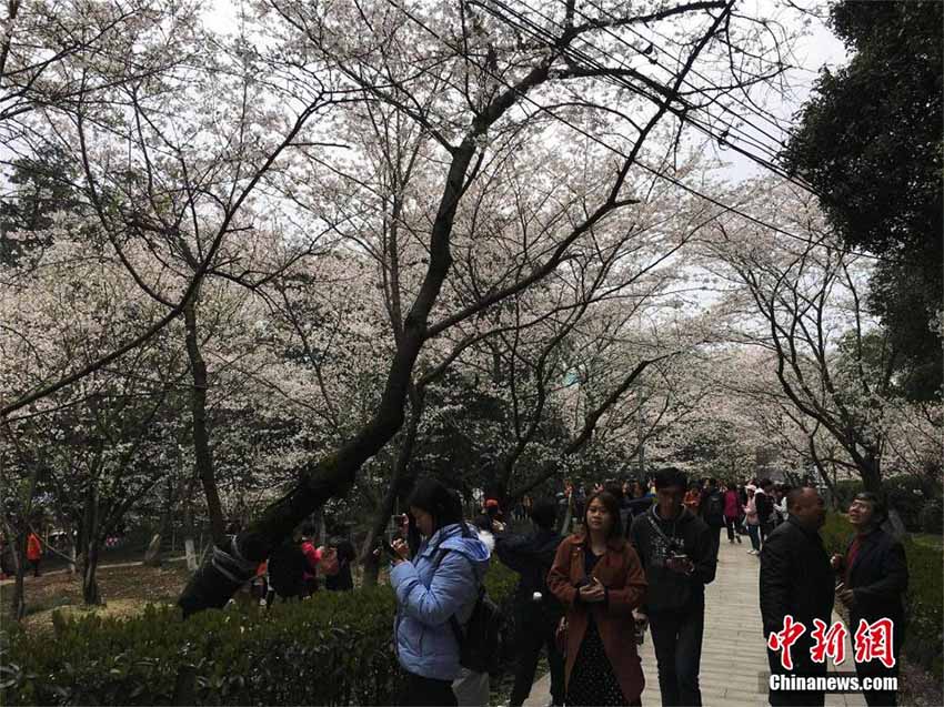 桜満開の武漢大學(xué)　顔認証システムと自動改札ゲートを初導(dǎo)入