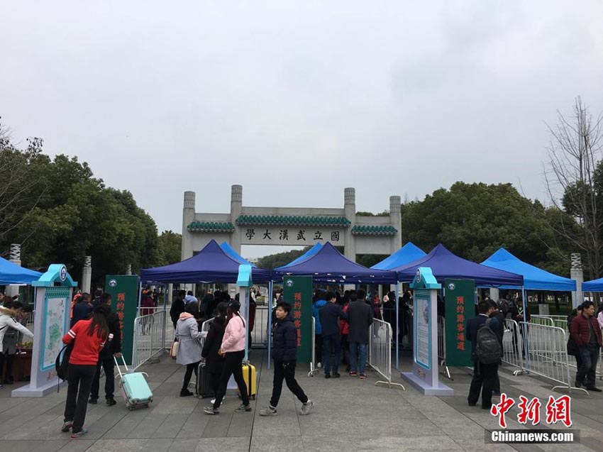 桜満開の武漢大學(xué)　顔認(rèn)証システムと自動改札ゲートを初導(dǎo)入