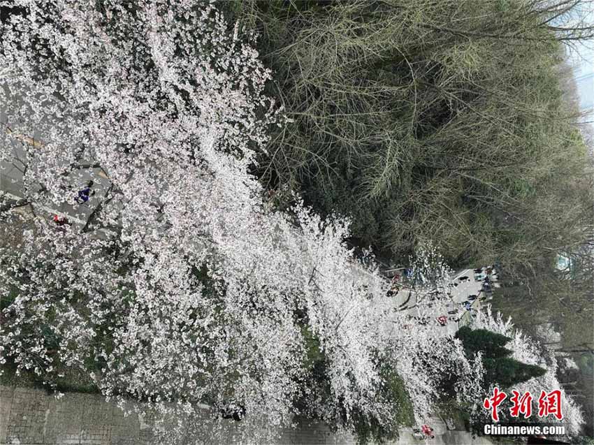 桜満開の武漢大學(xué)　顔認(rèn)証システムと自動(dòng)改札ゲートを初導(dǎo)入
