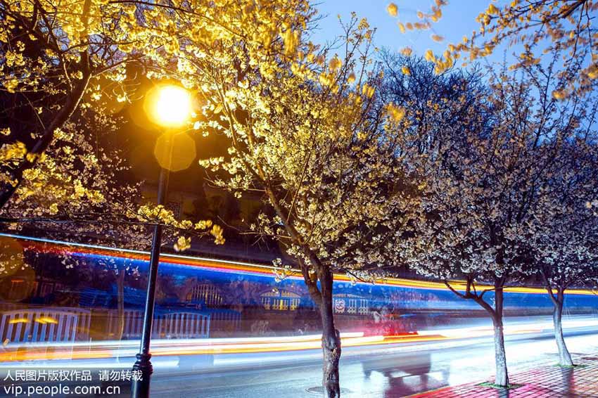 南京市の桜が満開に　ライトアップされた夜桜が織り成す絶景