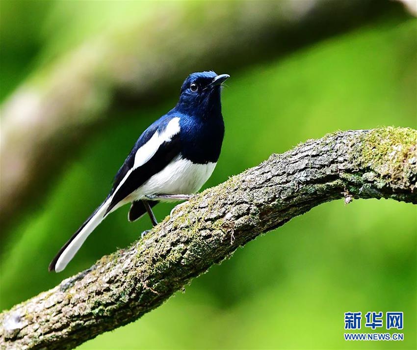 春が來た！鳥も來た！福州西湖公園