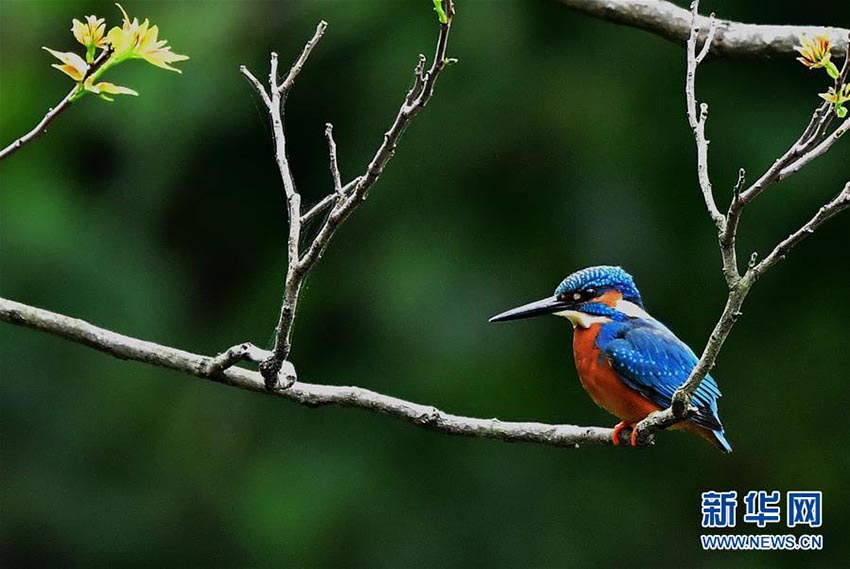 春が來た！鳥も來た！福州西湖公園