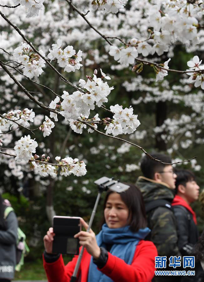 南京市の各スポットで桜が満開に　寫真撮影をする多くの花見客