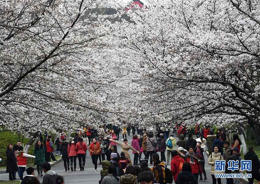 南京市の各スポットで桜が満開に　寫真撮影をする多くの花見客