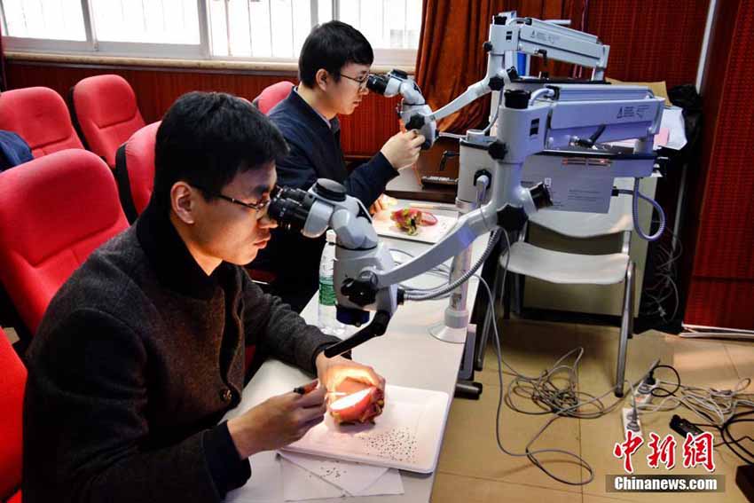 使うのはドラゴンフルーツ！　施術(shù)訓(xùn)練を行う重慶市の整形外科醫(yī)たち