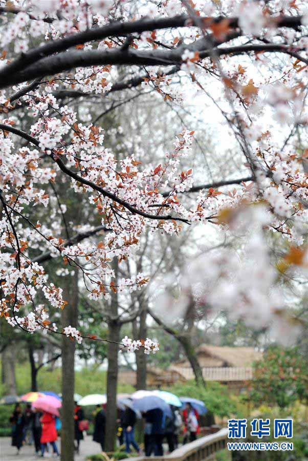 咲き誇る花々　中國各地に広がる春の景色