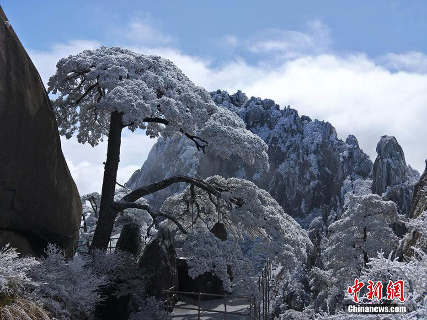雪の中に梅の花　冬と春が入り混じる安徽省の黃山景勝地