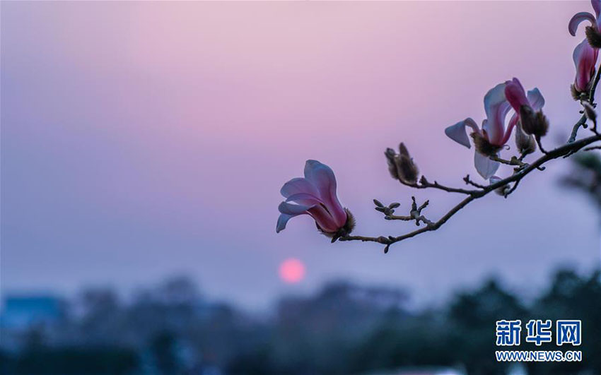 北京に春の到來、モクレンの花が咲く