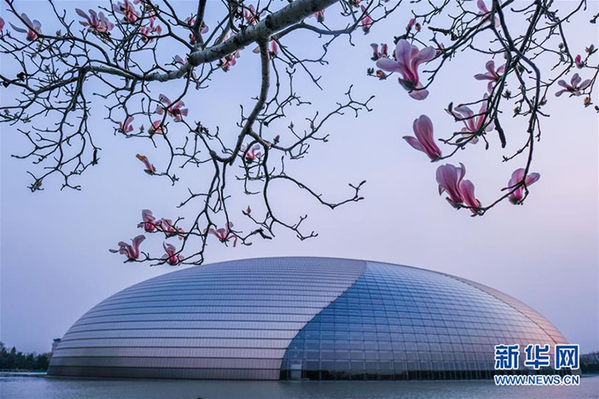 北京に春の到來、モクレンの花が咲く