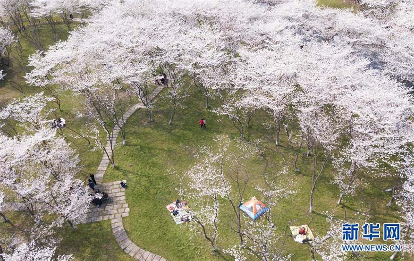 一面に広がる満開の桜　浙江省紹興市