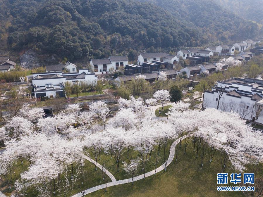 一面に広がる満開の桜　浙江省紹興市