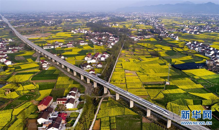 陝西省漢中盆地の菜の花畑 一面黃色いじゅうたん広がる
