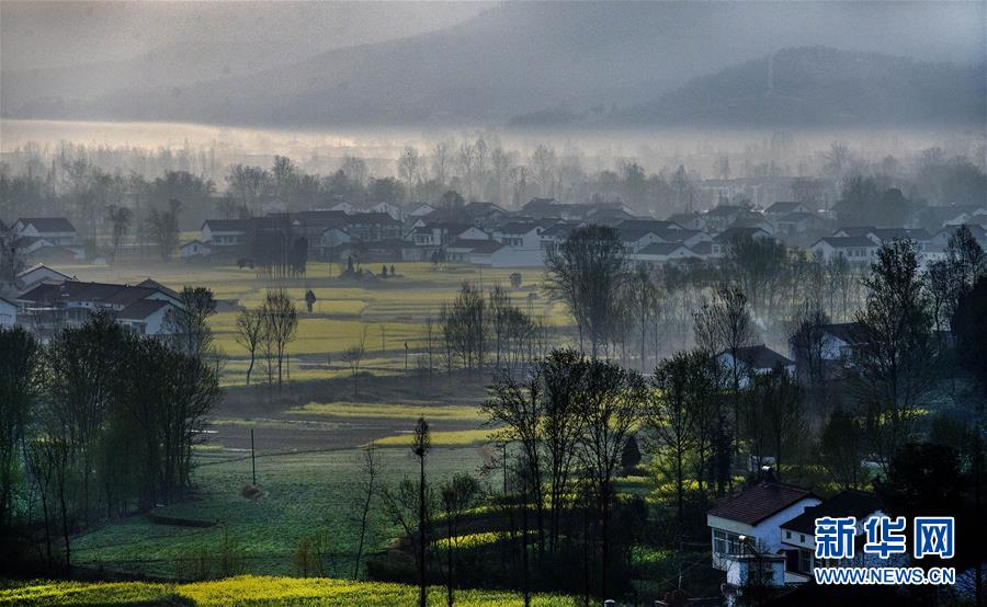 陝西省漢中盆地の菜の花畑 一面黃色いじゅうたん広がる