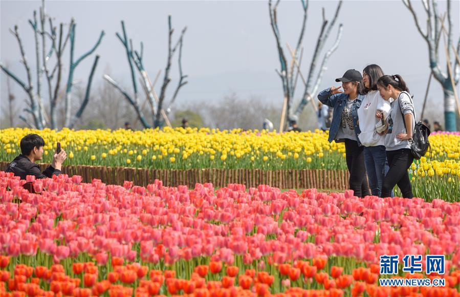 安徽省巣湖、圧巻の満開のチューリップ畑