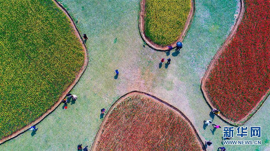 安徽省巣湖、圧巻の満開のチューリップ畑