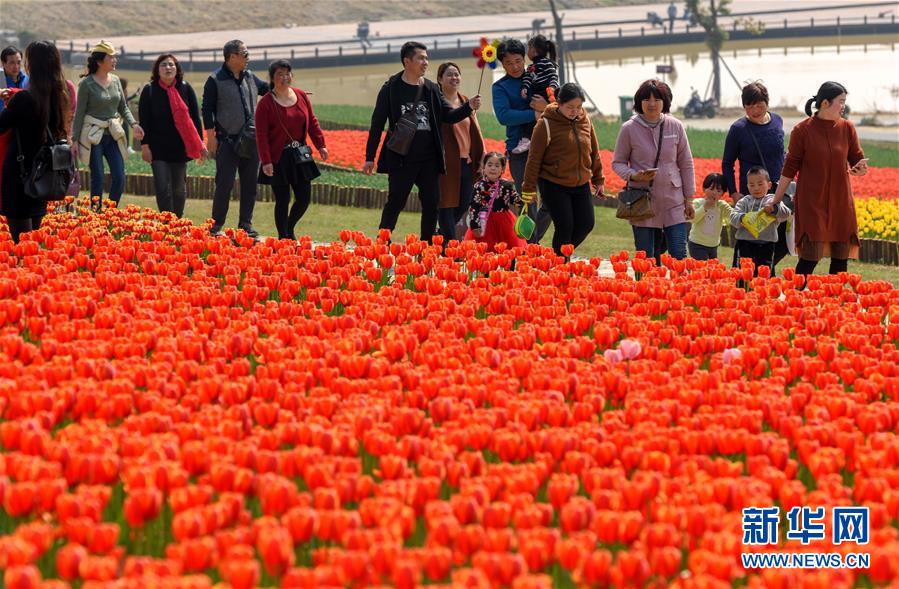 安徽省巣湖、圧巻の満開のチューリップ畑