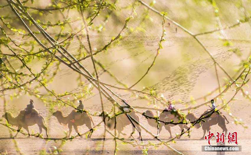 獨(dú)特な趣きのある砂漠の春　敦煌の鳴沙山月牙泉景勝地