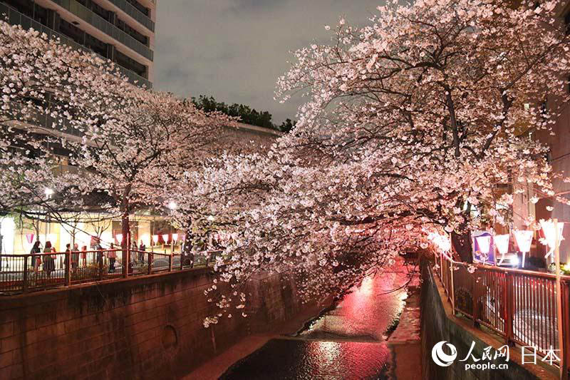 東京春模様　目黒川夜桜ライトアップ