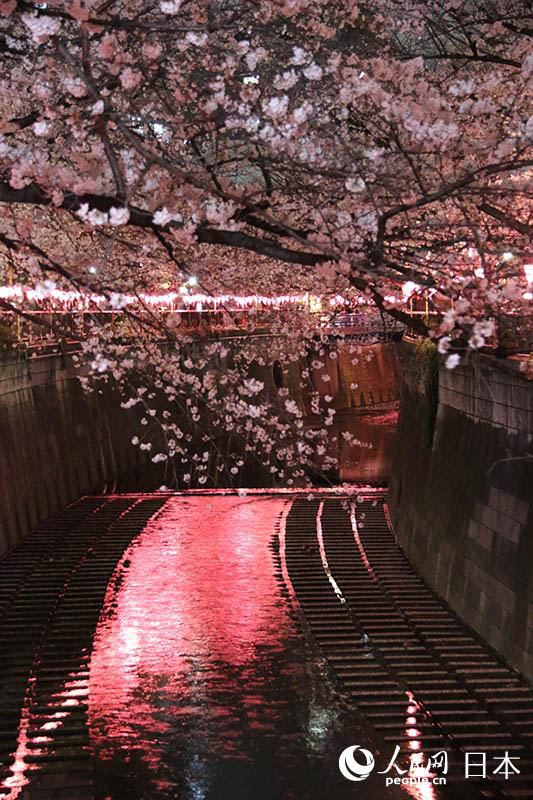 東京春模様　目黒川夜桜ライトアップ