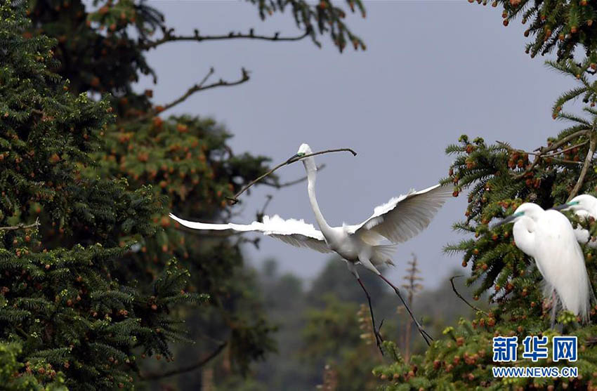 江西省にぽかぽか陽気の春到來　公園で巣作りを始めるサギたち